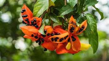  (Seasonal Highlights) Yuen Chau Kok